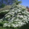 Viorne De Chine - Viburnum Plicatum Tomentosum 2 Viorne De Chine - Viburnum Plicatum Tomentosum -Plantes Séries Magasin Viburnum plicatum Tomentosum 1002362 1