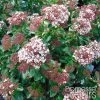 Viorne, Laurier Tin - Viburnum Tinus Gwenlian -Plantes Séries Magasin Viburnum tinus Gwenllian 100237 1