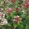 Viburnum Tinus Lisarose - Laurier-tin Rose -Plantes Séries Magasin Viburnum tinus Lisarose 782020 1