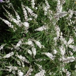 Vitex Agnus-castus Silver Spire - Gattilier