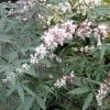 Vitex Agnus-castus Albus - Gattilier Blanc
