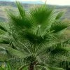 Washingtonia Robusta - Palmier Du Mexique -Plantes Séries Magasin Washingtonia robusta 82235 1