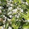 Weigela Milk And Honey