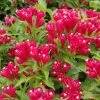 Weigela Picobella Rosso
