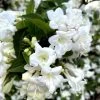 Weigela Snowflake -Plantes Séries Magasin Weigela Snowflake copyright 1002901 1