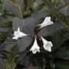 Weigela Florida Ebony And Ivory