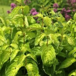 Weigela Florida Lime Monster