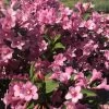 Weigela Florida Pink Poppet -Plantes Séries Magasin Weigela florida Pink Poppet copyright 78185 1