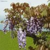 Glycine De Chine Blue Line - Wisteria Sinensis -Plantes Séries Magasin Wisteria sinensis Blue line IF 17373 1