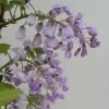 Glycine Gracieuse - Wisteria Venusta (brachybotrys) Okayama -Plantes Séries Magasin Wisteria venusta Okayama 681467 1