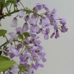 Glycine Gracieuse - Wisteria Venusta (brachybotrys) Okayama