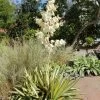 Yucca Filamentosa Colour Guard - Yucca Filamenteux Panaché