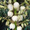 Yucca Gloriosa - Dague Espagnole -Plantes Séries Magasin Yucca gloriosa 83488 1