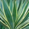 Yucca Gloriosa Variegata - Dague Espagnole