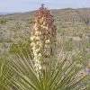 Yucca Torreyi - Yucca De Torrey -Plantes Séries Magasin Yucca torreyi de Torrey copyright 17170 1