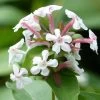 Abelia Mosanensis Monia - Abélia Parfumé -Plantes Séries Magasin abelia mosanensis monia 83903 3