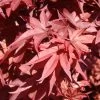Érable Du Japon - Acer Palmatum Twomblys Red Sentinel