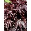 Acer Platanoides Crimson Sentry - Érable Plane -Plantes Séries Magasin acer platanoides crimson sentry 1000452 1