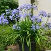 Agapanthe Pitchoune Blue 2 Agapanthe Pitchoune Blue -Plantes Séries Magasin agapanthus pitchoune blue 0524 1