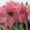 Amaryllis Hercule -Plantes Séries Magasin amaryllis hercule 56618 1
