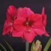 Amaryllis Lagoon 2 Amaryllis Lagoon -Plantes Séries Magasin amaryllis lagoon 56701 1