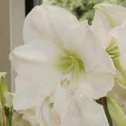 Amaryllis Christmas Gift