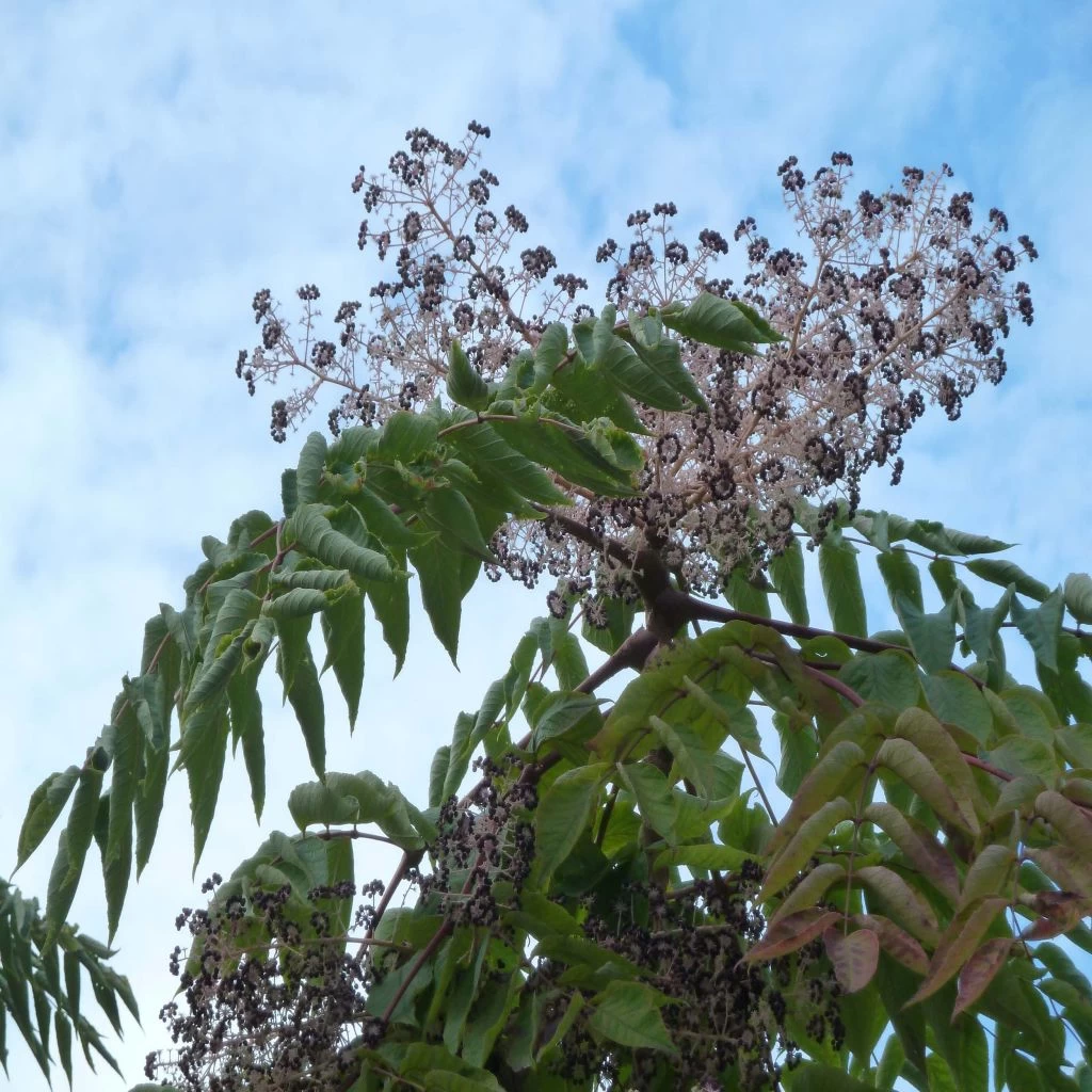 Aralia Elata - Angélique En Arbre Du Japon 3 Aralia Elata - Angélique En Arbre Du Japon