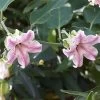 Araujia Sericifera Pink - Plante Cruelle 2 Araujia Sericifera Pink - Plante Cruelle -Plantes Séries Magasin araujia sericofera 681343 4