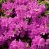 Azalée Du Japon Purple Splendor - Rhododendron Hybride