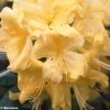 Azalée De Chine Anneke - Rhododendron Hybride -Plantes Séries Magasin azalee anneke 80448 1