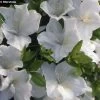 Azalée Du Japon Eucharis - Rhododendron Hybride -Plantes Séries Magasin azalee eucharis 80472 1