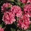 Azalée De Chine Kilian - Rhododendron Hybride -Plantes Séries Magasin azalee kilian 80471 1