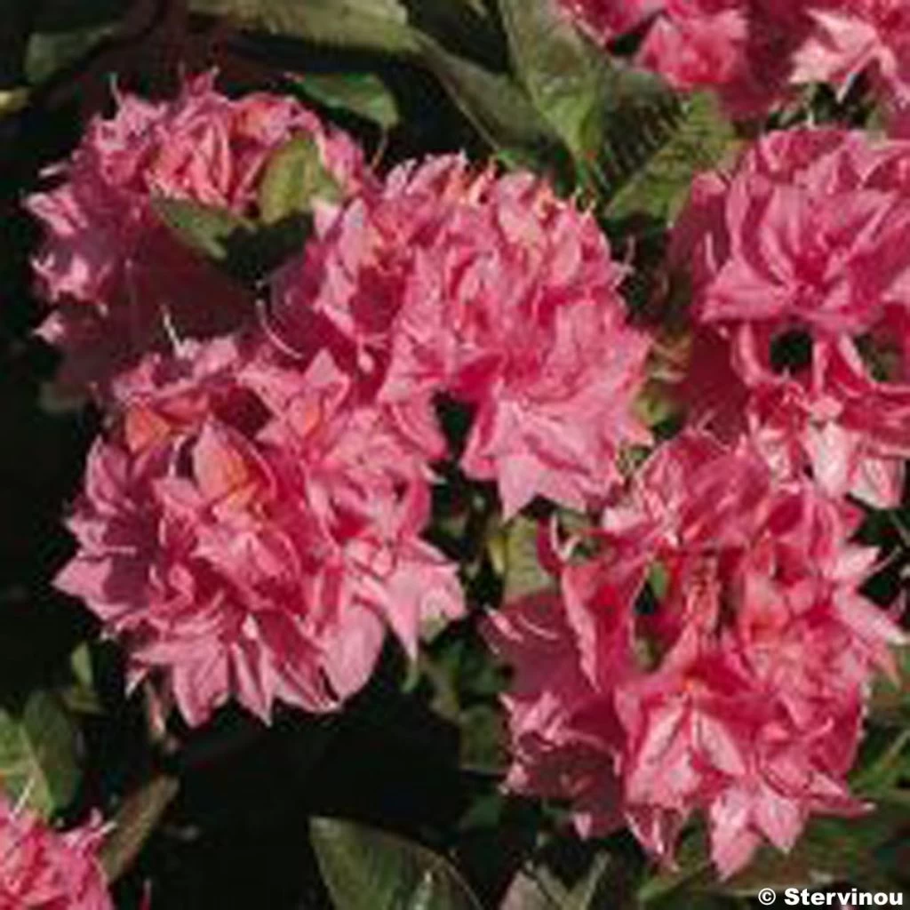 Azalée De Chine Kilian - Rhododendron Hybride 3 Azalée De Chine Kilian - Rhododendron Hybride