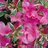 Azalée Du Japon Silver Queen - Rhododendron Hybride -Plantes Séries Magasin azalee silver queen 781703 1