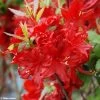 Azalée De Chine Wallowa Red - Rhododendron Hybride -Plantes Séries Magasin azalee wallowa red 781689 1