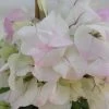 Bougainvillier Spectabilis Blanc-rose -Plantes Séries Magasin bougainvillee spectabilis blanc rose 87005 3
