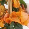 Bougainvillier Spectabilis Orange -Plantes Séries Magasin bougainvillee spectabilis orange 87007 3