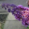 Buddleia Flower Power (Bicolor) - Arbre Aux Papillons -Plantes Séries Magasin buddleia flower power bicolor 781565 3