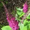 Buddleia Miss Ruby - Buddleia Nain -Plantes Séries Magasin buddleia miss ruby 9712 1