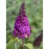 Buddleja Funky Fuchsia - Arbre Aux Papillons -Plantes Séries Magasin buddleja funky fuchsia 100417 1