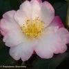 Camélia D'automne - Camellia Sasanqua Fukusutsumi 1 Camélia D'automne - Camellia Sasanqua Fukusutsumi -Plantes Séries Magasin camelia Fukusutsumi 7987 1