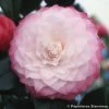 Camélia Classique - Camellia Nuccio S Pearl -Plantes Séries Magasin camelia NUCCIOS PEARL 7990 1