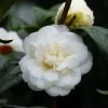 Camélia Nobilissima - Camellia Japonica -Plantes Séries Magasin camelia nobilissima 82825 3