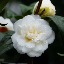 Camélia Nobilissima - Camellia Japonica