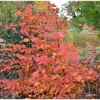 Charme Commun Rockhampton Red - Carpinus Betulus