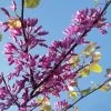Cercis Siliquastrum - Arbre De Judée