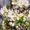 Cognassier Du Japon Jet Trail - Chaenomeles Superba -Plantes Séries Magasin chaenomeles superba jet trail 781576 1