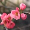 Cognassier Du Japon Pink Lady - Chaenomeles Superba 2 Cognassier Du Japon Pink Lady - Chaenomeles Superba -Plantes Séries Magasin chaenomeles superba pink lady 7966 2