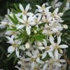 Choisya White Dazzler - Oranger Du Mexique Nain -Plantes Séries Magasin choisya ternata white dazzler 781509 1