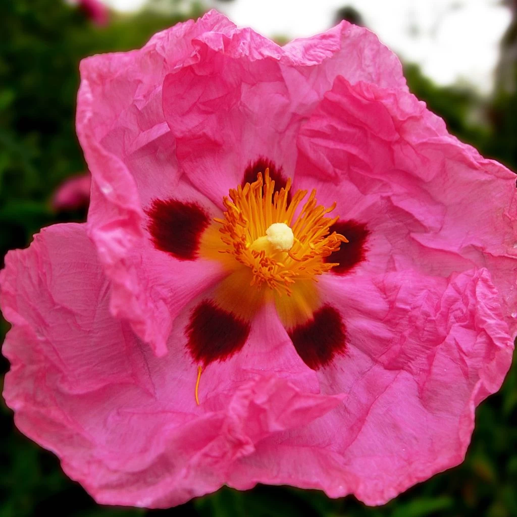 Cistus Purpureus - Ciste Pourpre 3 Cistus Purpureus - Ciste Pourpre